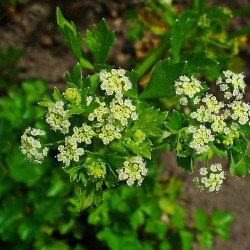 KF875 Snitselleri (øko)