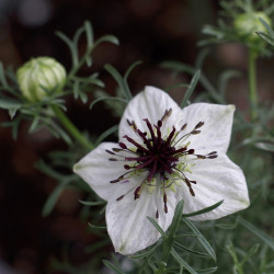 KF880 Sortkommen (øko)