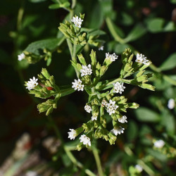 KF895 Stevia - Sukkerplante (øko)