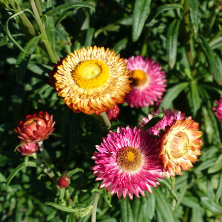 BL100 Evighedsblomst (øko)