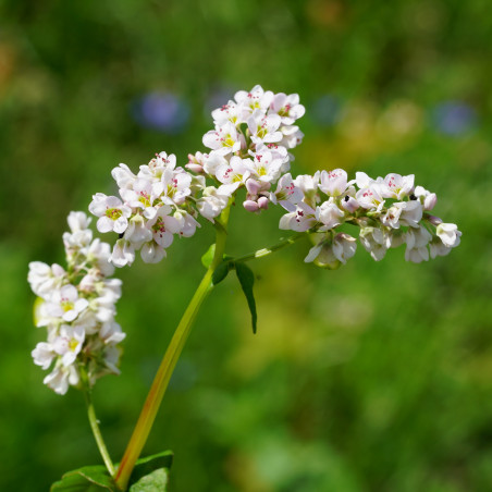 GK02 Boghvede (øko)