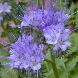 GK05 Honningurt (øko)