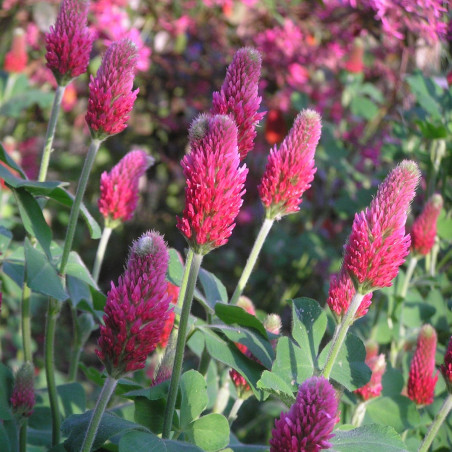 GK10 Kløver. Blod (øko)