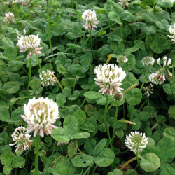 GK15 Kløver. Hvid (øko)