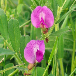 GK60 Vikke. Sommer (fodervikke) (øko)