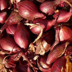 ST20 Rødløg  (øko)