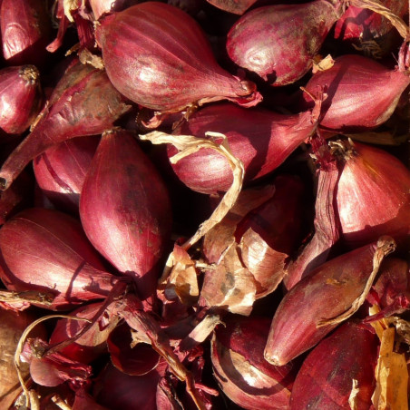 ST20 Rødløg  (øko)