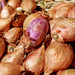 ST35 Skalotteløg. Rød (øko)