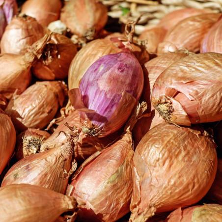 ST35 Skalotteløg. Rød (øko)