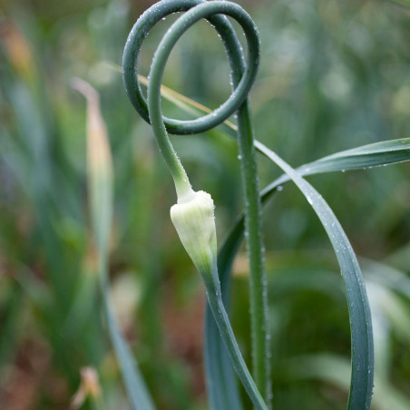 ST68 Slangehvidløg  (øko)