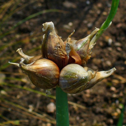 ST63 Etageløg Efterår (øko)