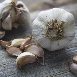 ST65 Hvidløg Efterår (øko)