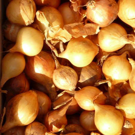 ST70 Kepaløg. Efterår (øko)