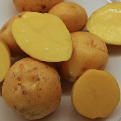 Elfe. Tidlig. (øko)