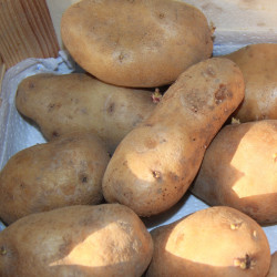 KA40 Ditta. Middeltidlig (øko)