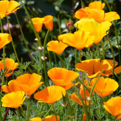 BL140 Guldvalmue (øko)