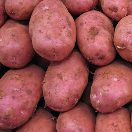 KA70 Alouette. Sen kartoffel (øko)