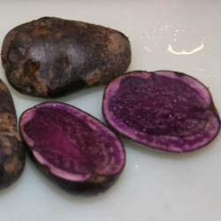 KA72 Blå Congo (øko)