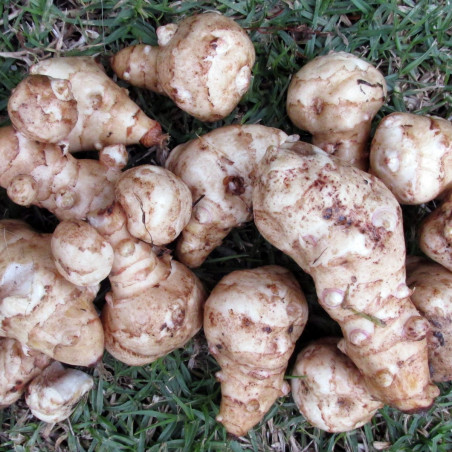 KA90 Jordskok, almindelig (øko)