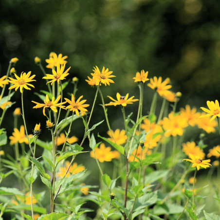 KA95 Jordskok, asparges, blomstrende. (øko)