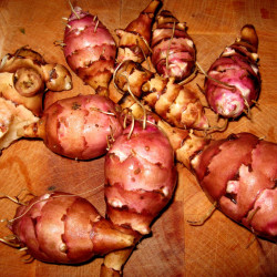 Jordskok, rød (øko)