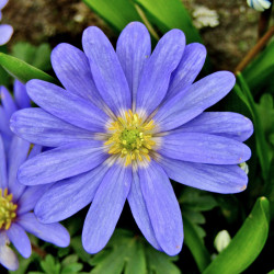 TD02 Balkan-anemone (øko)