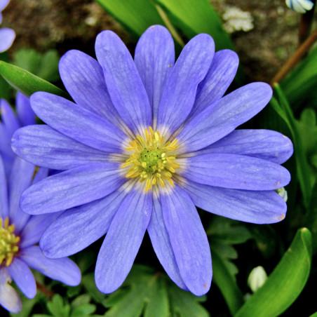 TD02 Balkan-anemone (øko)