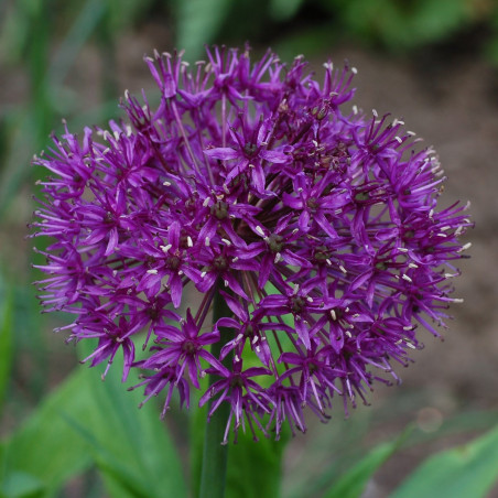 TD03 Prydløg 'Purple Sensation' (øko)