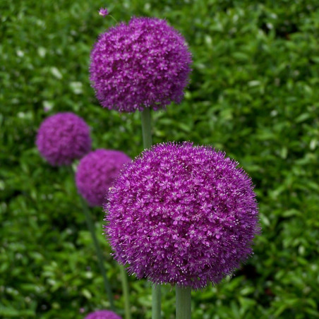 TD03 Prydløg 'Purple Sensation' (øko)
