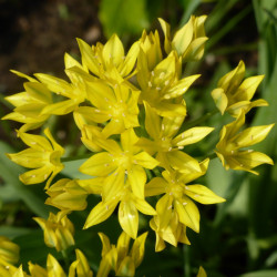 TD05 Guldløg.  Allium moly Jeanine. Gul (øko)