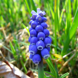 TD50 Præriehyacint. Muscari armeniacum. Blå (øko)