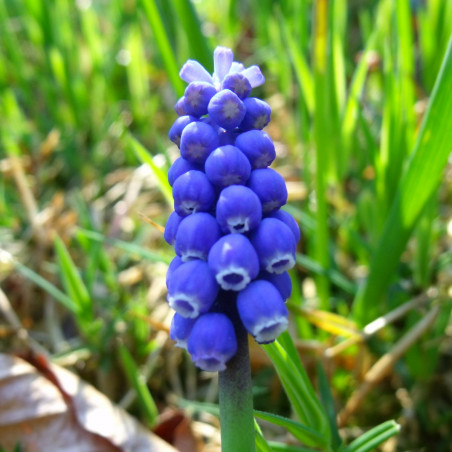 TD50 Præriehyacint. Muscari armeniacum. Blå (øko)