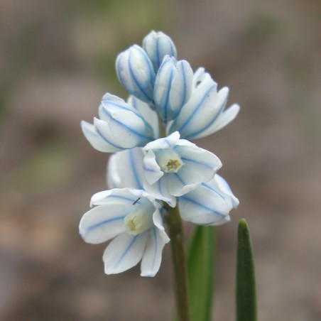 TD60 Puschkinia libanotica (øko)