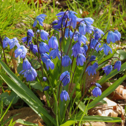 Stjernehyacint. Scilla...