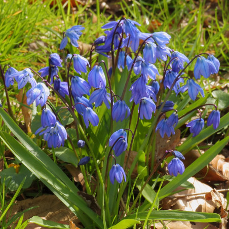 Stjernehyacint. Scilla siberica (øko)