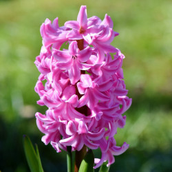 TH20 Pink Pearl. Rosa (øko)