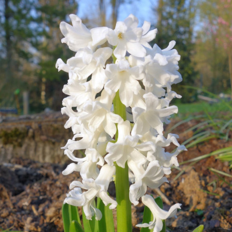 White Pearl. Hvid (øko)