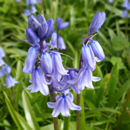 TH40 Hyacinthoides hispanica. Blå (øko)