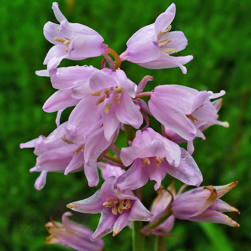 TH50 Hyacinthoides hispanica. Pink (øko)