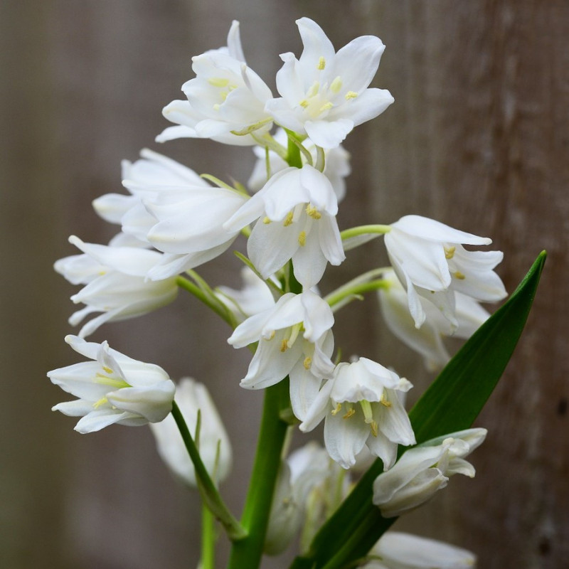 TH60 Hyacinthoides hispanica. Hvid (øko)