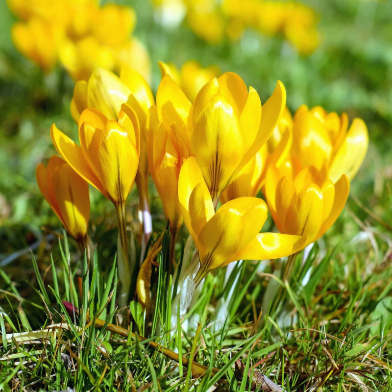 TK10 Krokus. Gul. Golden Yellow (øko)