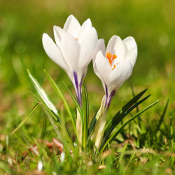 Krokus. Hvid. Joan of Arc...