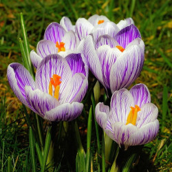 TK30 Krokus. Hvid/Lilla stribet. King of the Striped (øko)