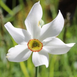 TN60 Recurvus (øko)