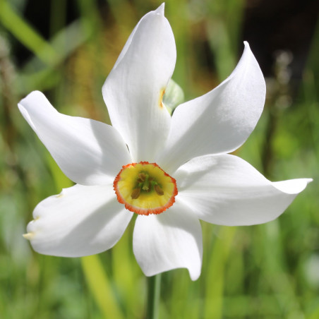 TN60 Recurvus (øko)