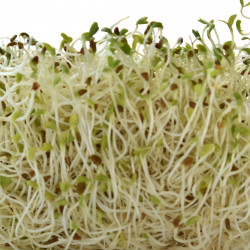 SF10 Alfalfa-/Lucerne spirefrø (øko)