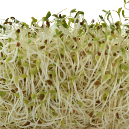 SF10 Alfalfa-/Lucerne spirefrø (øko)