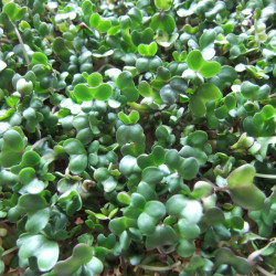 SF20 Broccoli spirefrø (øko)