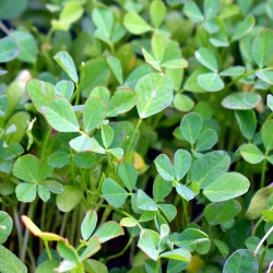 SF30 Bukkehorn spirefrø (øko)