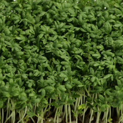 SF40 Karse spirefrø (øko)